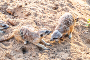 Fototapeta premium A group of cute meerkats. Meerkat Family are sunbathing.