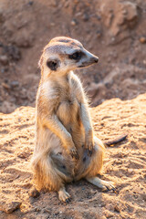 Meerkat, Suricata suricatta, on hind legs. Portrait of meerkat standing on hind legs with alert expression. Portrait of a funny meerkat sitting on its hind legs.