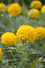 marigold flower in nature garden
