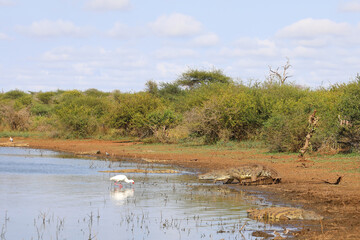 Nilkrokodil / Nile crocodile / Crocodylus niloticus