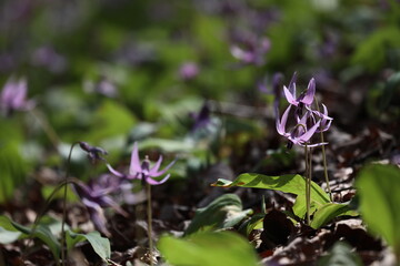 カタクリの花