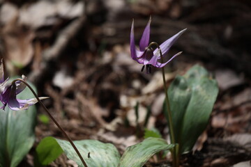 カタクリの花