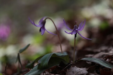 カタクリの花