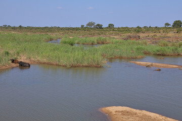 Afrikanischer Busch - Krügerpark - Sabie River / African Bush - Kruger Park - Sabie River /