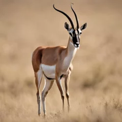 Foto auf Alu-Dibond antelope © Sheno