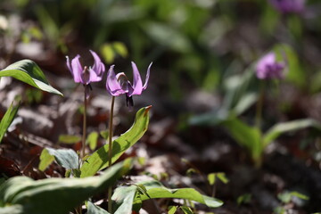 カタクリの花