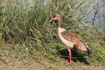 Nilgans / Egyptian goose / Alopochen aegyptiacus