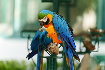 blue-and-yellow macaw (Ara ararauna), also known as the blue-and-gold macaw on wood tree branch