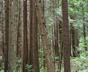 Beautiful temperate rainforest in Canada; trees make picturesque repetitive landscape