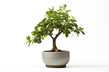 Trees in pots inside the house white background image