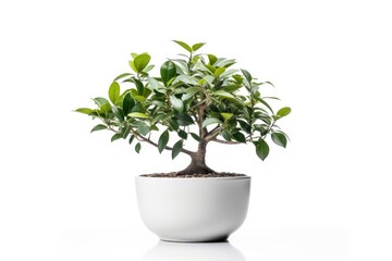Trees in pots inside the house white background image
