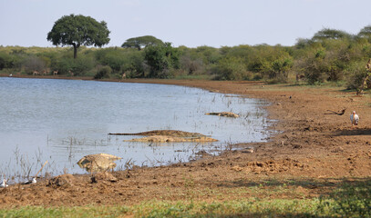Afrikanischer Busch - Krügerpark - Sunset Dam / African Bush - Kruger Park - Sunset Dam /