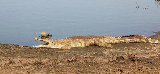 Nilkrokodil / Nile crocodile / Crocodylus niloticus