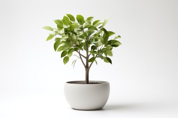 Obraz premium Trees in pots inside the house white background image