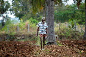 An Indian farmer is working on the farm with crops.