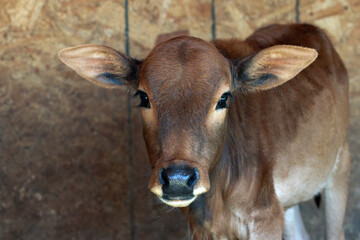 Cute portrait of brown miniature cow is in the farm barn.