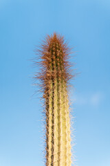 Arthrocereus rondonianus is a species of plant in the Cactaceae family