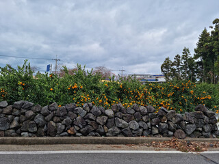 It's a stone wall and a tangerine field on the side of the road.