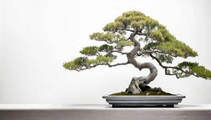 Foto op Plexiglas 日本の盆栽 © JIN