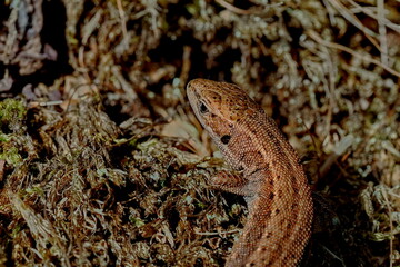 The viviparous lizard Zootoca vivipara is a species of lizard from the lizard family Lacertidae. It is the only representative of the genus Zootoca	