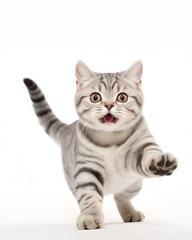 American shorthair cat playing portraits photo on white background