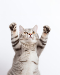 American shorthair cat raising hands portraits photo