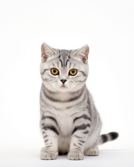 Naklejka na ściany i meble American shorthair cat sitting portraits photo on white background