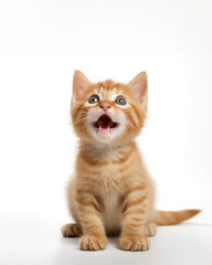 Orange kitten sitting on white background