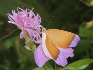 butterfly on flower