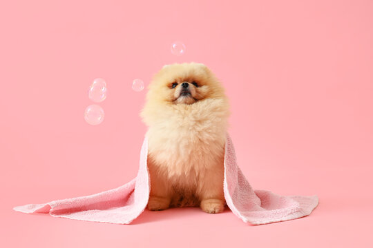 Cute dog with soap bubbles and towel sitting on pink background