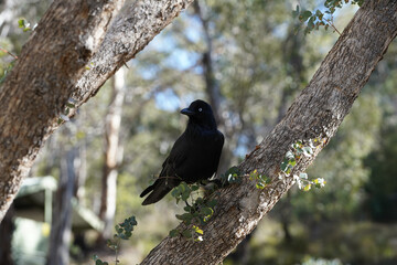 Australian Black Raven