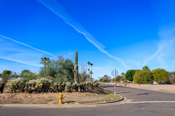 Warm and sunny winter morning in Arizona desert style xeriscaped residential community decorated cacti and other drought tolerant plants  - obrazy, fototapety, plakaty