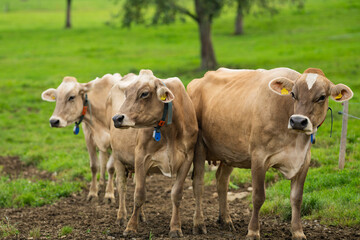 Cow in a green field by the water in Sweden. Cattle grazing in a field. Cows on green grass in a meadow, pasture. Cattle cows grazing on farmland. Brown cows grazing in grassy meadow.