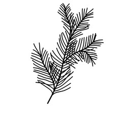 Hand Drawn Spurce Branch 