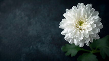 mourning background funeral white flower with copy space. generative ai