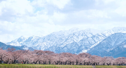 The cherry trees along the Funakawa River in Asahi Town in Toyama Prefecture, the rows of cherry trees and with the snowy peaks of the northern Alps.