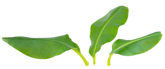 Banana leaves on white background.