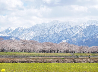 Fototapeta na wymiar Asahi Funakawa in Toyama Prefecture cherry blossoms, and snowy mountains in the Background.