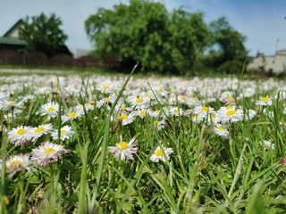 field of daisies