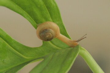 A snail is climbing on a leaf stalk