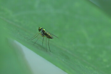 Small golden insects perched on green leaves.