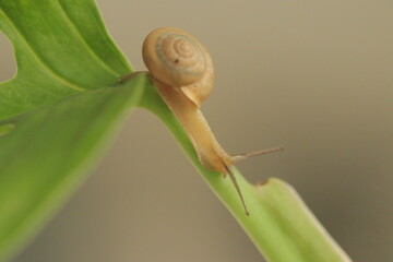 A snail is climbing on a leaf stalk