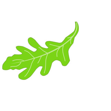 Fresh Arugula Leaves 