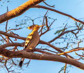 Eurasian Hoopoe, Upupa epops, on a dry tree branch.