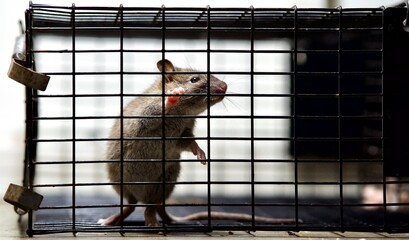 rat in a cage