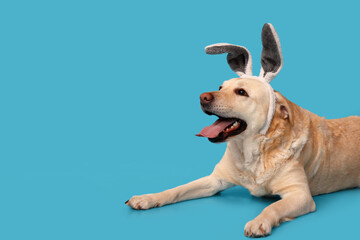 Funny Labrador dog with Easter bunny ears on blue background