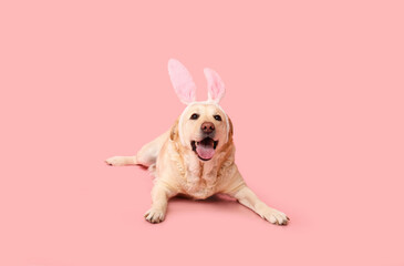 Funny Labrador dog with Easter bunny ears on pink background