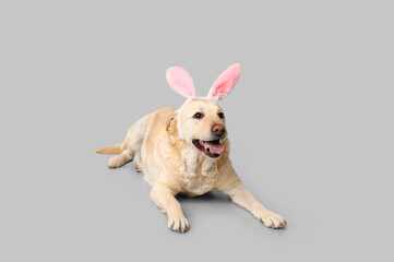 Funny Labrador dog with Easter bunny ears on grey background