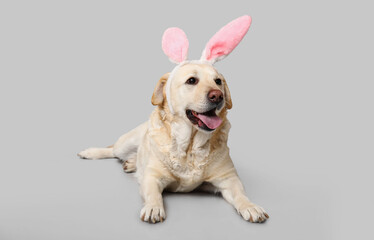 Funny Labrador dog with Easter bunny ears on grey background