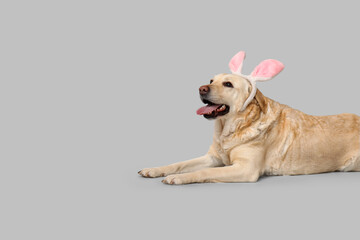 Funny Labrador dog with Easter bunny ears on grey background